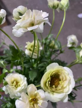 配花 ｜ 蝴蝶洋牡丹油画