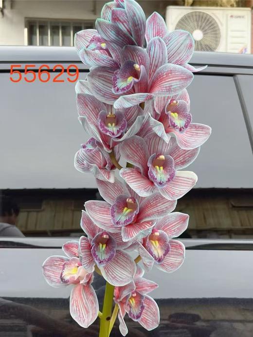 荷兰进口大花蕙兰1支 商品图10