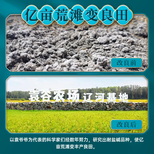 袁谷隆平芯米东北珍米5kg 东北大米 辽河盘锦大米 圆粒香米 10斤2025新米 商品图3