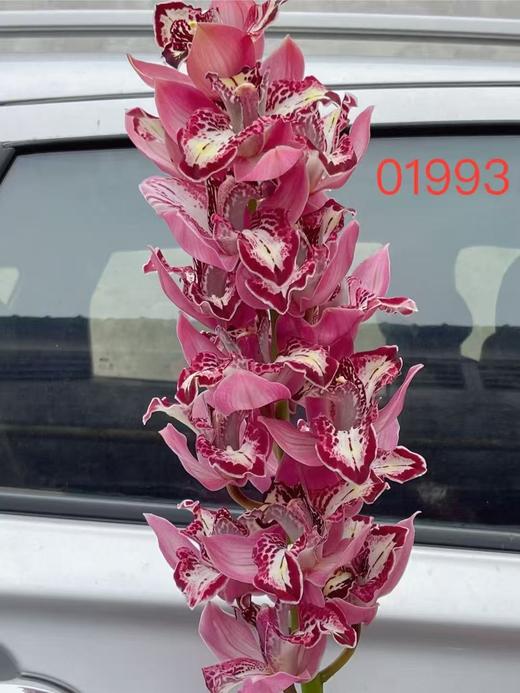 荷兰进口大花蕙兰1支 商品图13