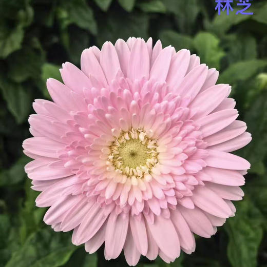 非洲菊.林芝 商品图0