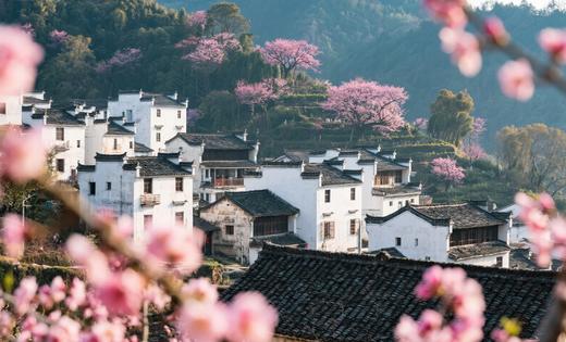 正月十二出发｜6天徽派年味中国：追鱼灯、探古村，卖花渔村梅花定格新春韵 商品图4