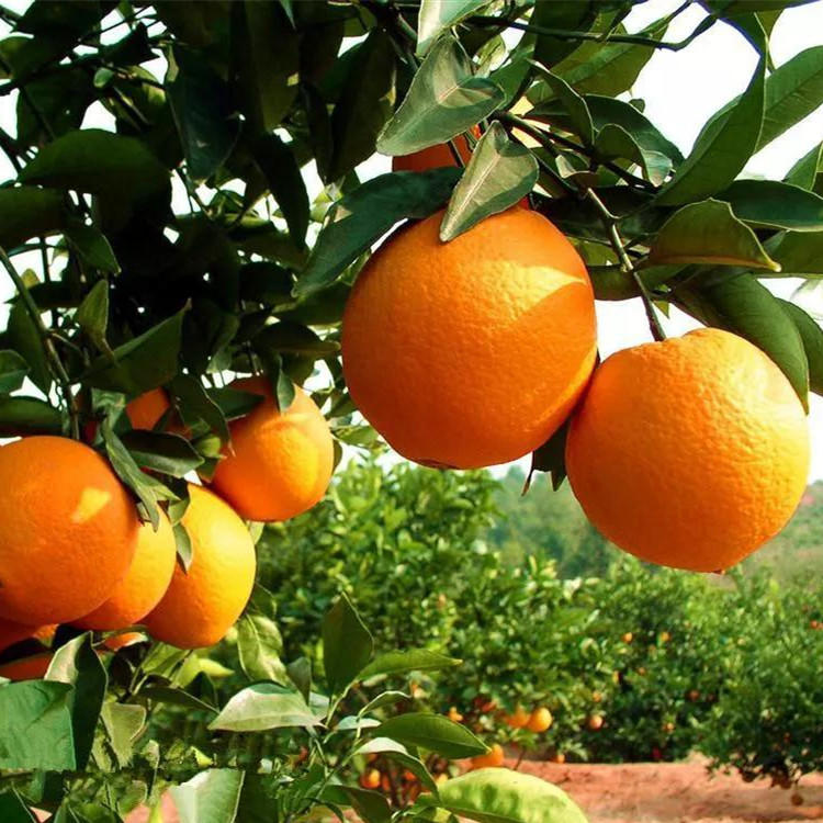 富川脐橙 9斤装（65-90#果）