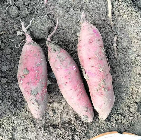 【印象沈农自有基地】红瑶蜜薯5斤装中薯 单个 2～8 两 粉糯香甜 自然糖化 烤箱烤着嘎嘎好吃 商品图1