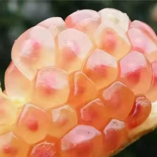 【云南蒙自甜石榴】硬籽甜石榴 现摘现发 皮薄籽多 清甜多汁 4种规格任选 商品图2