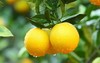 生态种植赣南脐橙 5/10/20斤 商品缩略图0