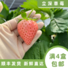 瑞雪 商品缩略图1