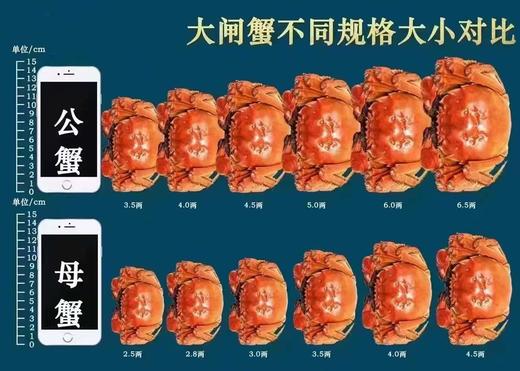 2.5两公蟹+3两母蟹（各5只） 鲜活大闸蟹 肥满黄多 商品图1