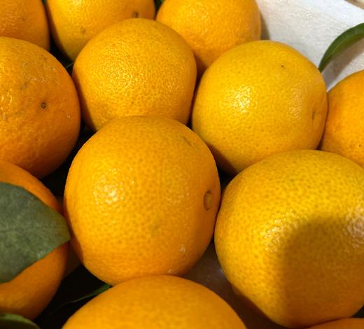 周六取货：【象山红美人果冻橙】一份2斤，橘中爱马仕！软嫩化渣，香甜润滑！高糖优质！ 商品图4