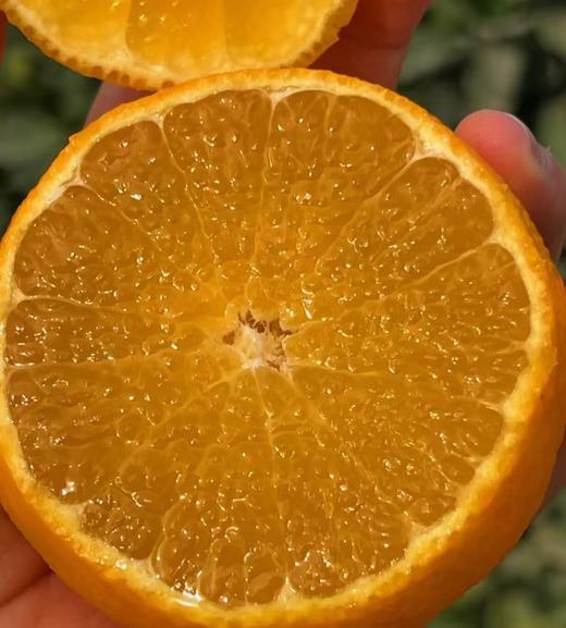 周六取货：【象山红美人果冻橙】一份2斤，橘中爱马仕！软嫩化渣，香甜润滑！高糖优质！ 商品图1