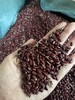 【2025年新豆】生态赤小豆  500g 商品缩略图4
