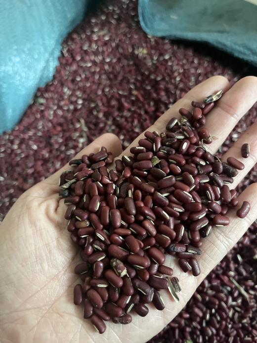 【2025年新豆】生态赤小豆  500g 商品图4