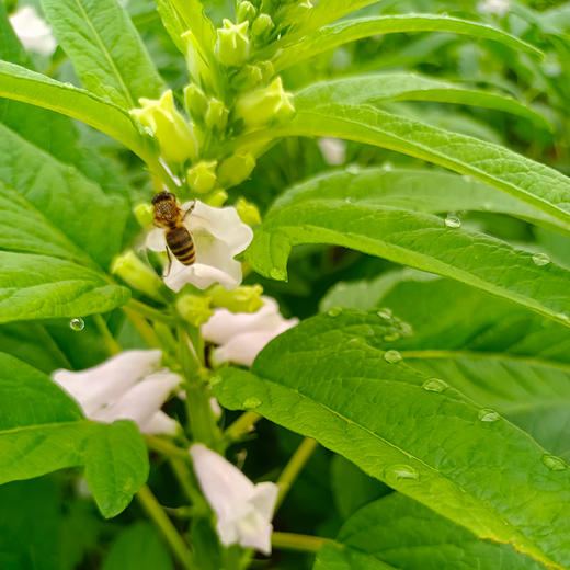 【新客专享】【 低GI 】谦益九蒸九晒黑芝麻丸72g 有机纯黑芝麻 物理去皮 入口即化 0乳糖 0蔗糖  高蛋白 富含膳食纤维 商品图8