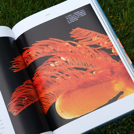 《海藻，什么是海藻》普林斯顿大学生物图鉴系列 探讨藻类物种结构、演化 自然科普图书图鉴-分销 商品图3