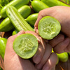 【奶油黄瓜】口感清甜，带有清新自然的黄瓜香 商品缩略图1