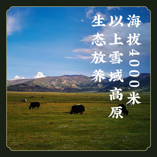 【安心好肉】高原理塘牦牛牛腩 净牛肚 雪域高原 生态放养 散养 新鲜现杀原切原味 陈皮牛肉 胡椒肚汤原料 E不参与优惠和折扣 商品图0