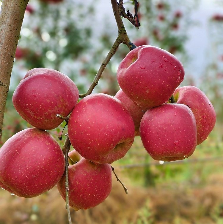 【瑞香红苹果】全程0催熟、不打蜡，不套袋，在干净无污染的环境中长大，个个长得红润，美味多汁，普通苹果大多在十度左右，而瑞香红甚至高达16➕那叫一个甜！丝！丝！完全不酸。