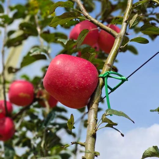 【瑞香红苹果】全程0催熟、不打蜡，不套袋，在干净无污染的环境中长大，个个长得红润，美味多汁，普通苹果大多在十度左右，而瑞香红甚至高达16➕那叫一个甜！丝！丝！完全不酸。 商品图6