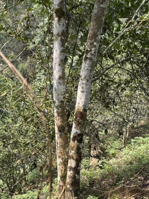 【蜜蜂塘高杆】2024年春茶，非富即贵，一泡难求真正的数百年荒放高杆茶，首发机制拉满！抢2片赠1片！3片赠2片！规格：357克/片 商品图6