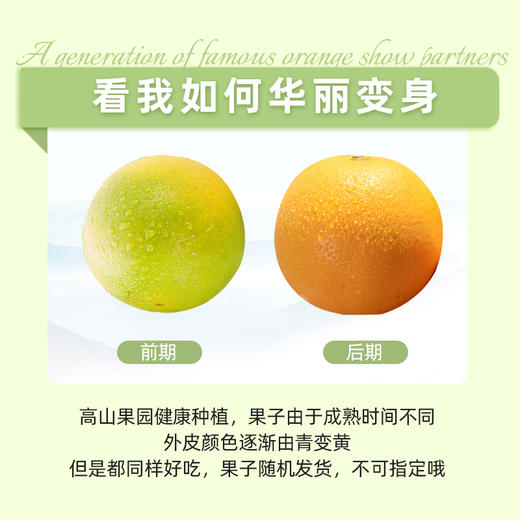 【麻阳冰糖橙】 湖南麻阳冰糖橙 水果橙子整箱精品水果当季甜橙 商品图5