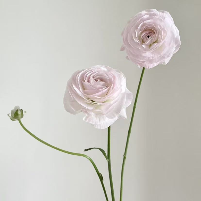 日系丨高山雪洋牡丹丨8-10支【稀有】