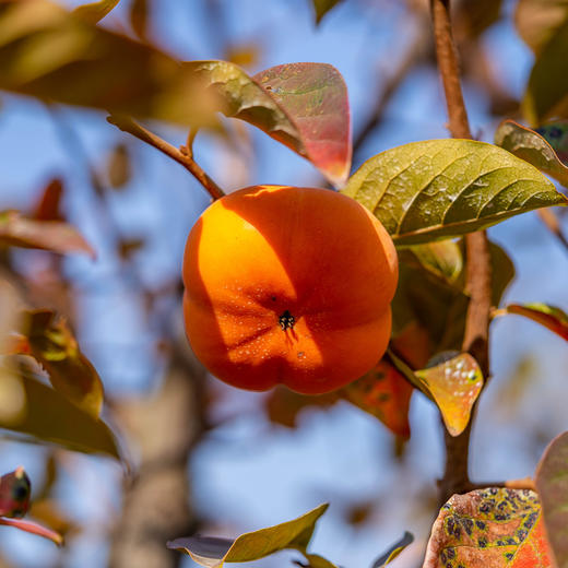 烟台脆柿子|  甜度略高，风味好，口感硬脆甜，果皮比之前的薄，皮有涩感，建议削皮吃⭐️京东快递 商品图4