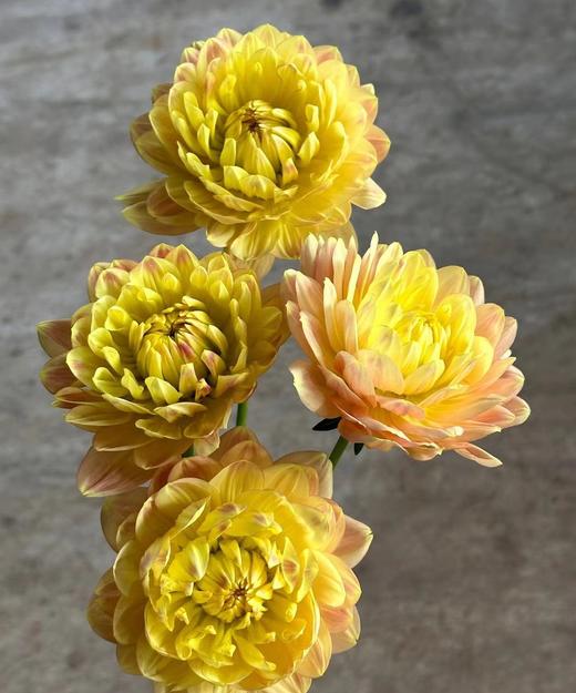 大丽花 | 宝莲灯 商品图1