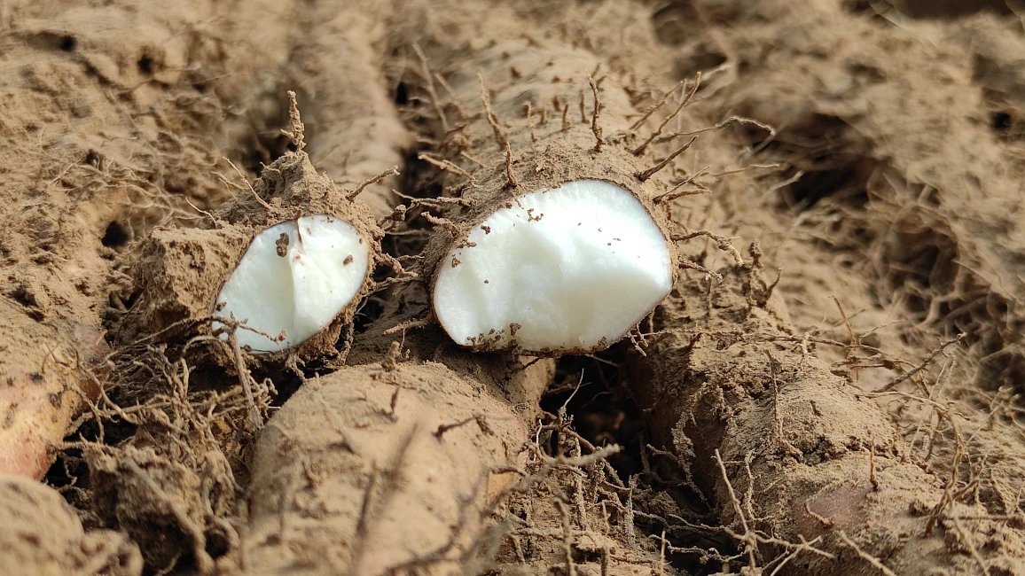 今年新挖的❗️8W2254农户自产自销-无公害小白嘴现挖山药