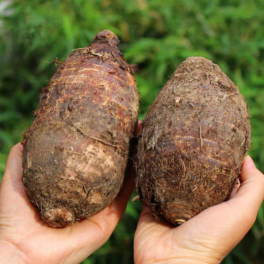 专一有机荔浦芋头 芋见对的人，粉身糯骨地甜 地标产品 商品图4