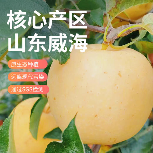 【京东快递】黄金维纳斯 嫩黄皮肤 金黄果肉 脆甜口感香蕉和奶油的混合香气 - ANXNY 商品图1