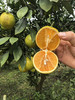 【顺丰包邮】2025生态丑橙来啦， 海南丑橙 • 第九季基地直邮 商品缩略图1