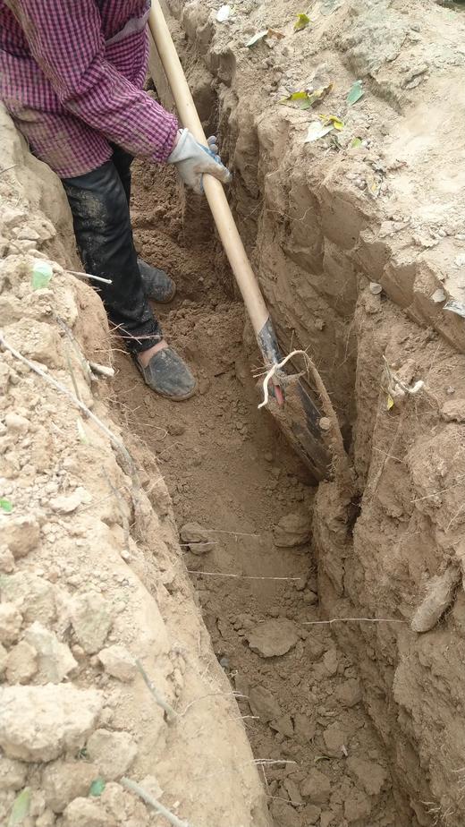 今年新挖的❗️8W2254农户自产自销-无公害小白嘴现挖山药 商品图12