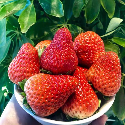 头茬云南牛奶草莓 商品图0