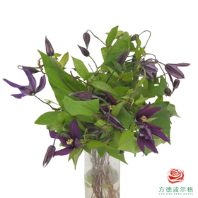 铁线莲 小莺  10枝一扎