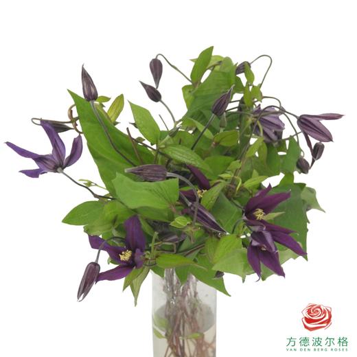 铁线莲 小莺  10枝一扎 商品图0