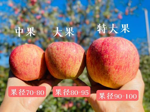 【仅卖30天】大凉山盐源红富士糖心丑苹果   果园直采酥脆可口果味香浓 商品图2