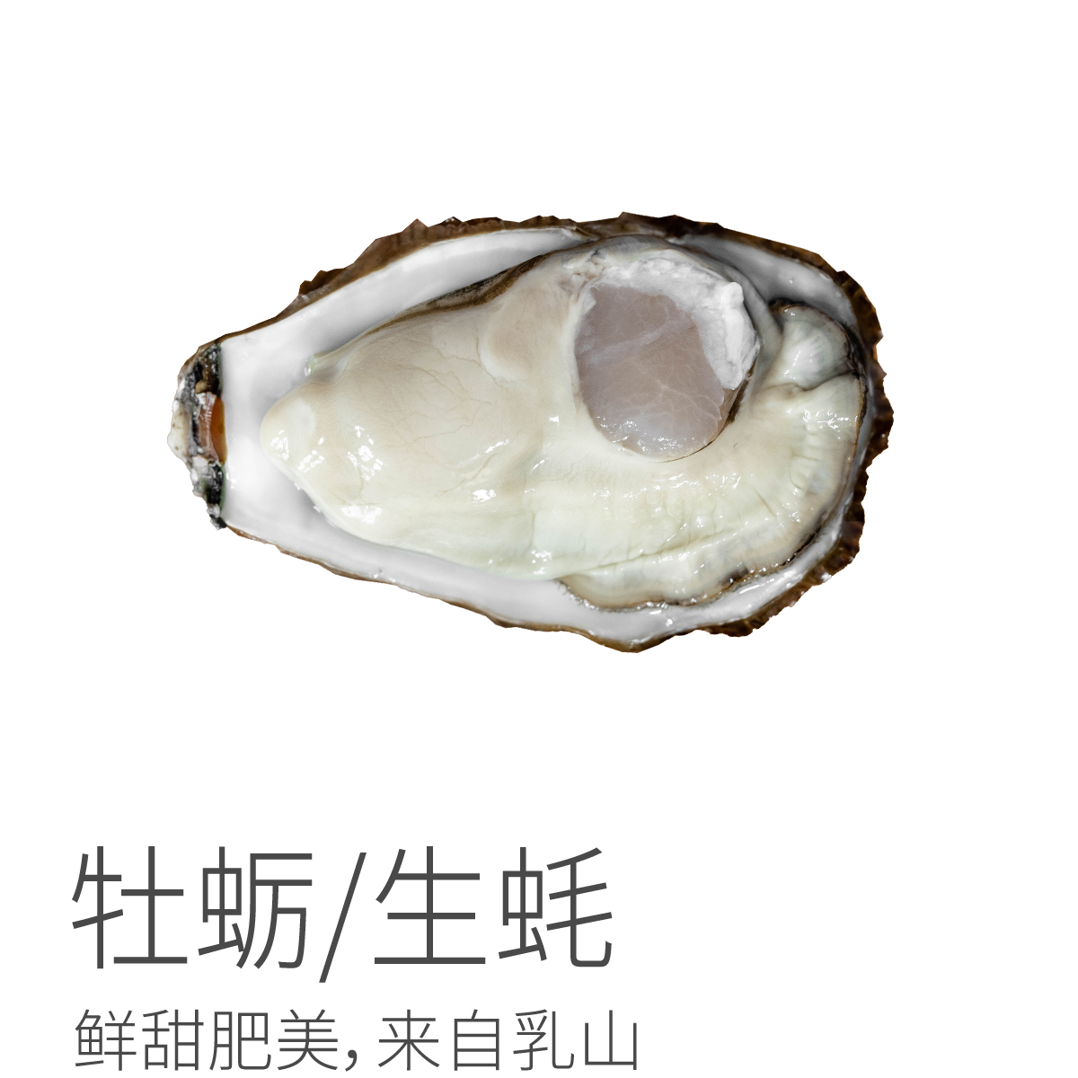 【排单发货】牡蛎/生蚝 鲜甜肥美 来自乳山洁净海湾生长 清洗干净外壳后蒸食：冷水下锅蒸 上汽3-4分钟关火后开壳 大中小规格可选，有5-10%左右的损耗属正常情况。⭐️顺丰陆运