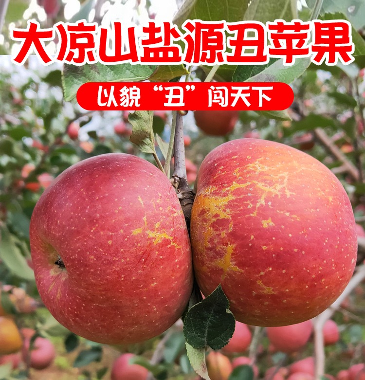 【仅卖30天】大凉山盐源红富士糖心丑苹果   果园直采酥脆可口果味香浓