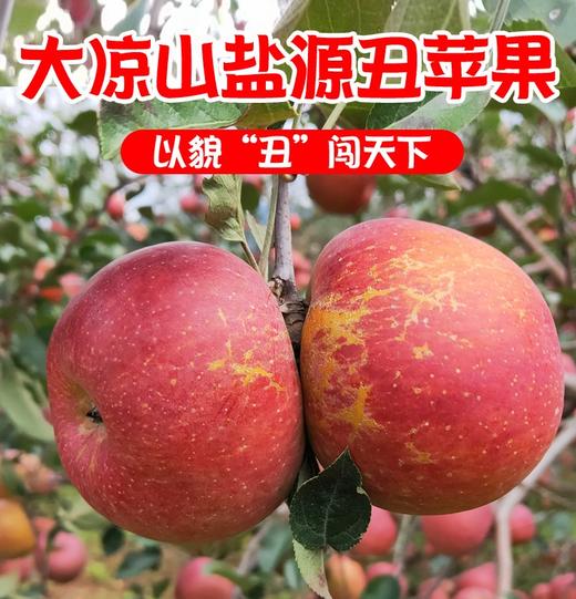 【仅卖30天】大凉山盐源红富士糖心丑苹果   果园直采酥脆可口果味香浓 商品图0