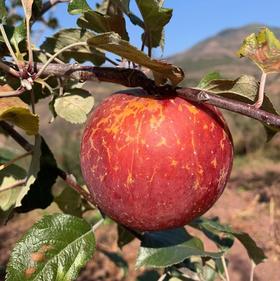 【限时福利丨大凉山丑苹果】17°高甜，脆爽多汁，还带冰糖心！口感脆甜爽口.果度硬，果香浓郁！肉质不面不绵软！原生态无污染！【TJ-J】