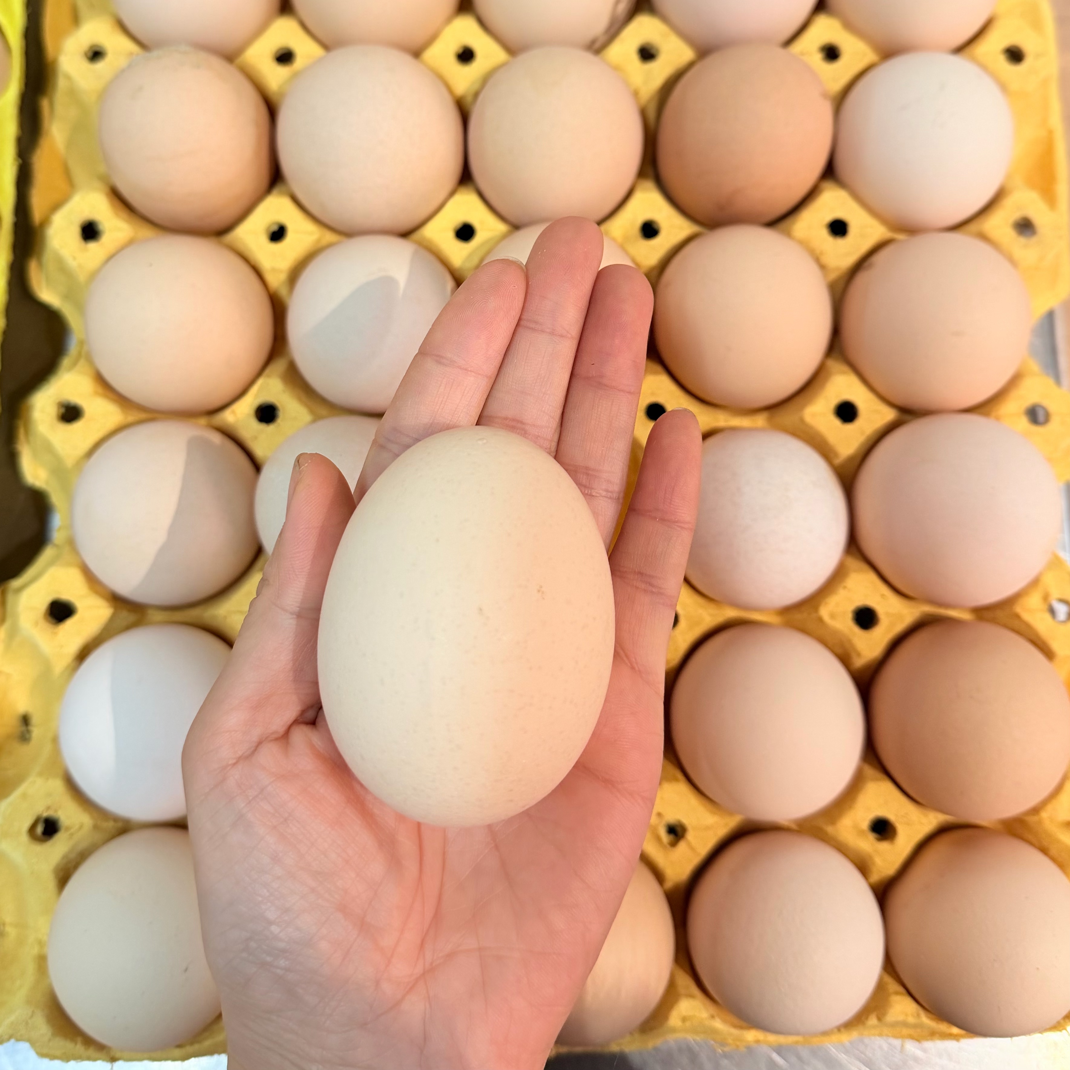 【上门自提】新联|双黄蛋|30枚