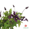 铁线莲 小莺  10枝一扎 商品缩略图1