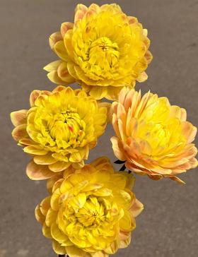 大丽花 | 宝莲灯