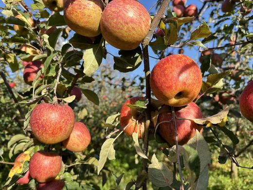 【仅卖30天】大凉山盐源红富士糖心丑苹果   果园直采酥脆可口果味香浓 商品图3