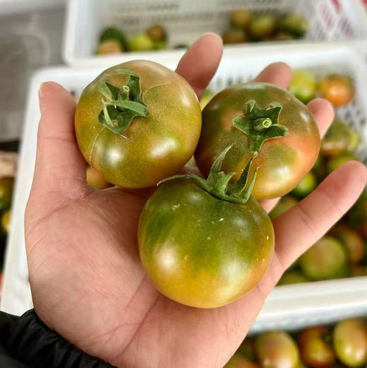 碱地番茄自然熟草莓柿子 5斤装 商品图12