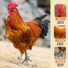 拒绝速成！生态散养黑脚鸡，无激素无添加，老人小孩放心吃 1500g±50g/只 顺丰冷链 商品缩略图3