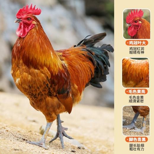 拒绝速成！生态散养黑脚鸡，无激素无添加，老人小孩放心吃 1500g±50g/只 顺丰冷链 商品图3