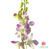 洋兰-露西紫 10枝一扎 商品缩略图1