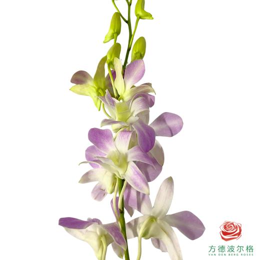 洋兰-露西紫 10枝一扎 商品图1