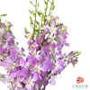 洋兰-露西紫 10枝一扎 商品缩略图0